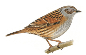 Accenteur mouchet (Prunella modularis) © François Desbordes
